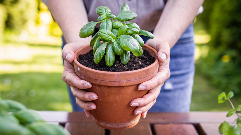 person holding pot of basil