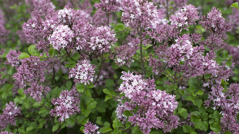 Meyer lilac bush