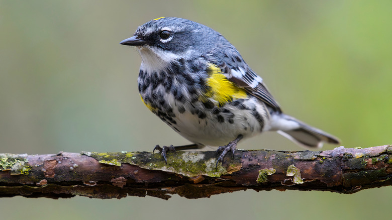 A yellow rumped warbler, one of the birds that eats the berries of northern bayberries