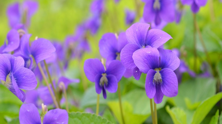 Small purple flowers with five petals sit on narrow stems that rise above green leaves, with more flowers blurred in the background.