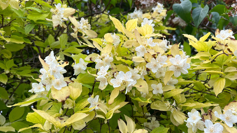 Philadelphus coronarius Aureus flowering in the summer