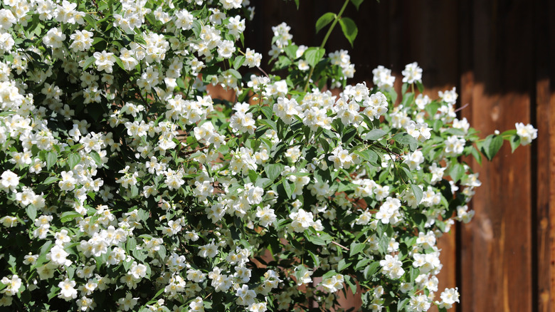 Philadelphus coronarius in the garden. near fence