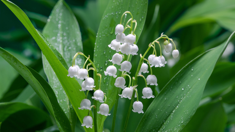 Closeup of lily of the valley blooms