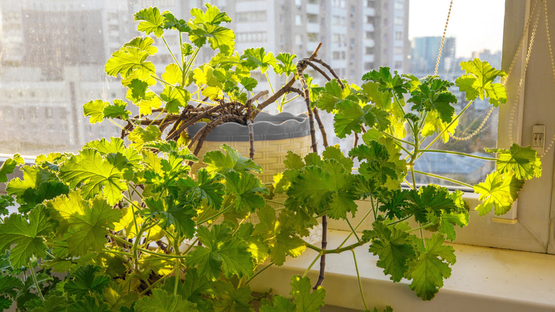Scented geranium in apartment window in city