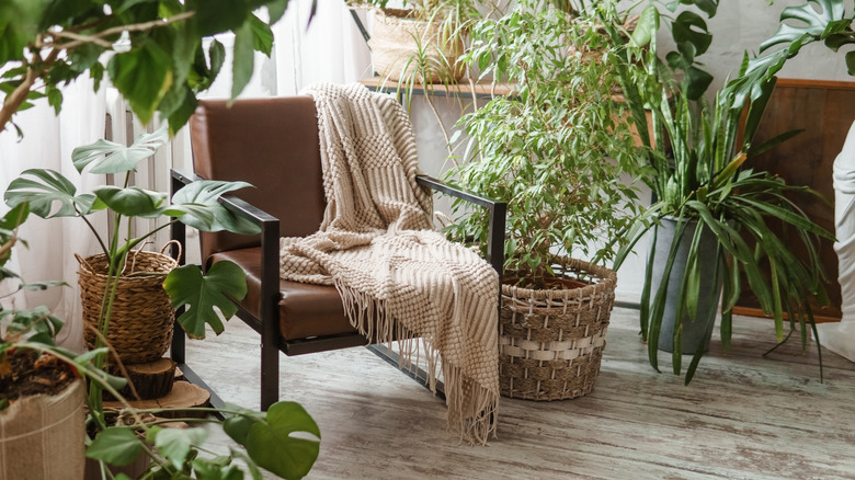Room full of houseplants with a blanket on a chair