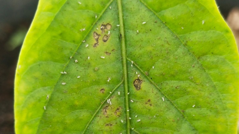 Thrips on Capsicum leaf