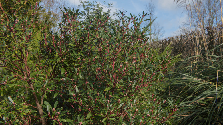 Tasmanian pepper plant shrub