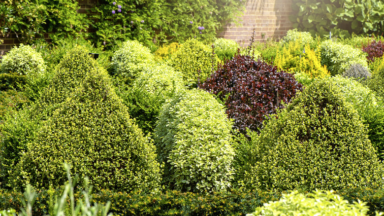A variety of evergreen shrubs in front of a house