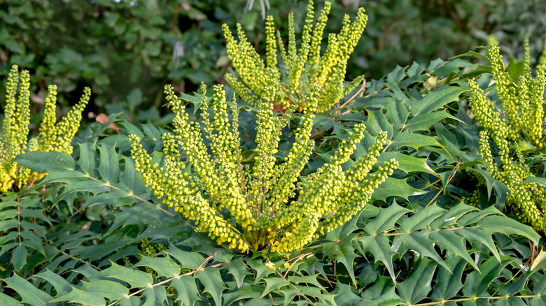 Mahonia 'Charity' shrub with yellow flowers