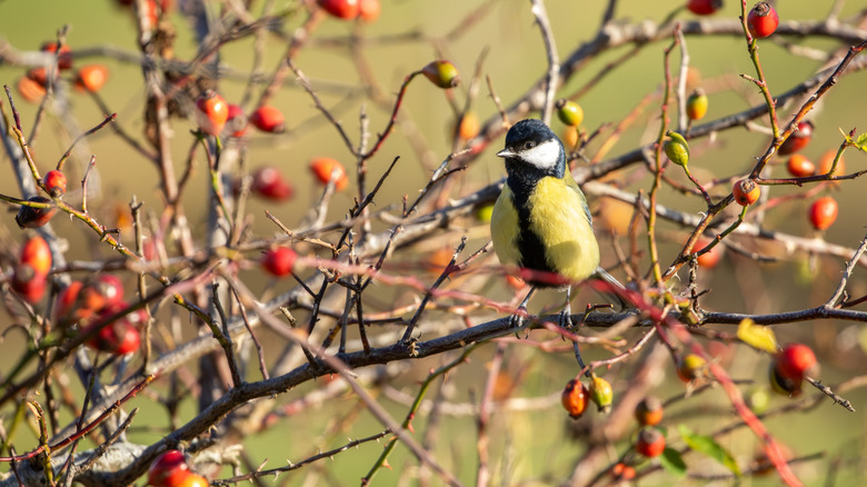 small bird in a berry bush in the fall