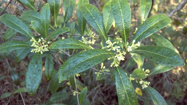 Devilwood offers glossy leaves and fragrant flowers