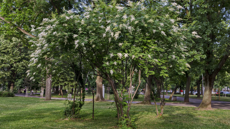 A Japanese tree lilac blooming in a park