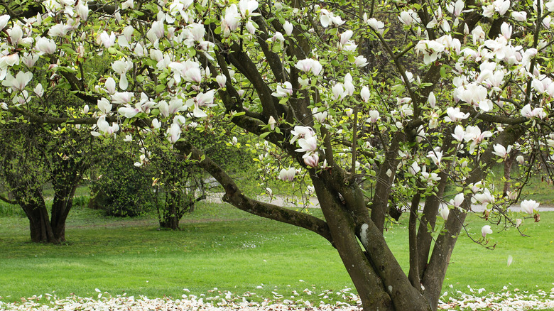 sweet bay magnolia tree