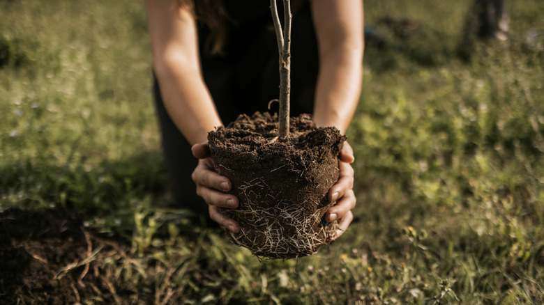 A person holding the roots of a small tree before planting