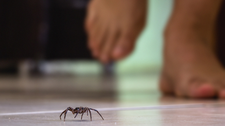 Crawling spider near human feet