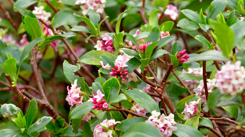 pink and white flowers of winter daphne blooming in late witer