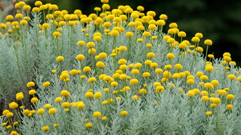 A clump of lavender cotton growing outdoors with bright yellow, ball-shaped flower heads