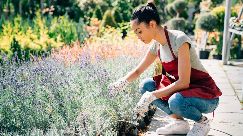 A woman taking care of lavender plants in a garden with multiple shrubs