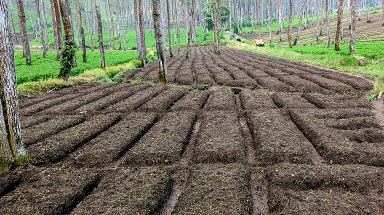 Rows of mounded beds in forest ready for growing season