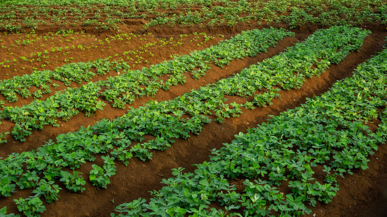 An image of a green crop planted in mounded frameless graden beds