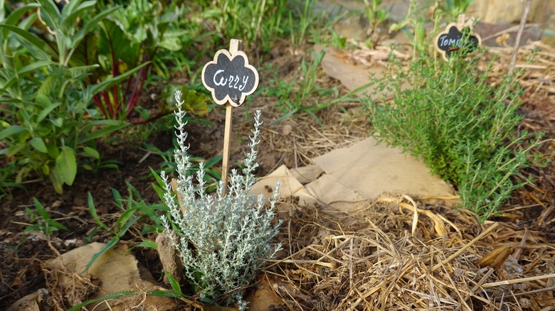 Plants in the garden identified using blackboard plant markers.