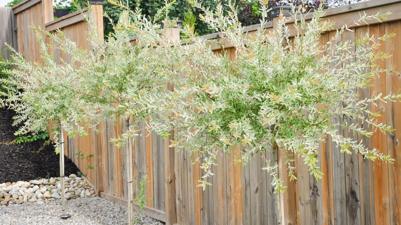 Willow trees in the backyard near a fence