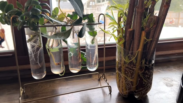 Willow water is added to containers holding cuttings from different plants