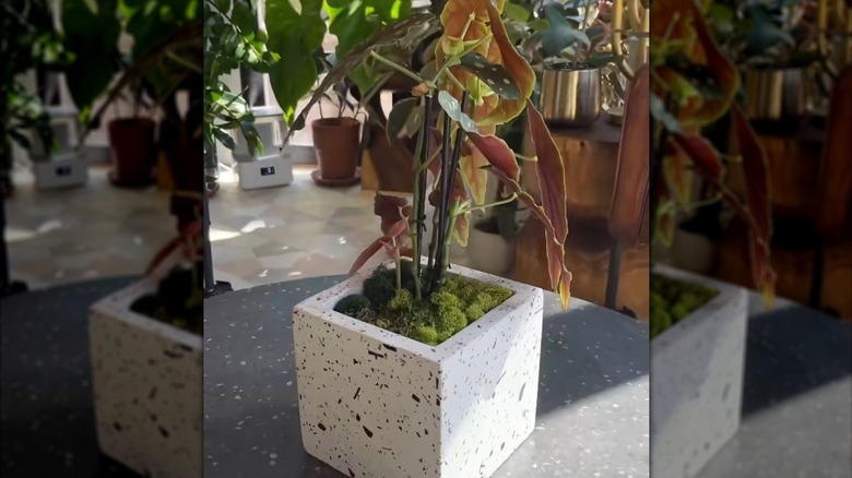 a planter with moss on top