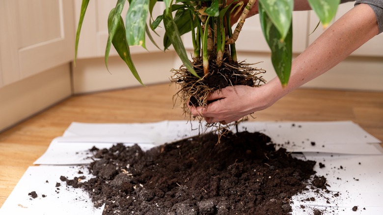 A gardener removes old potting soil from a houseplant.