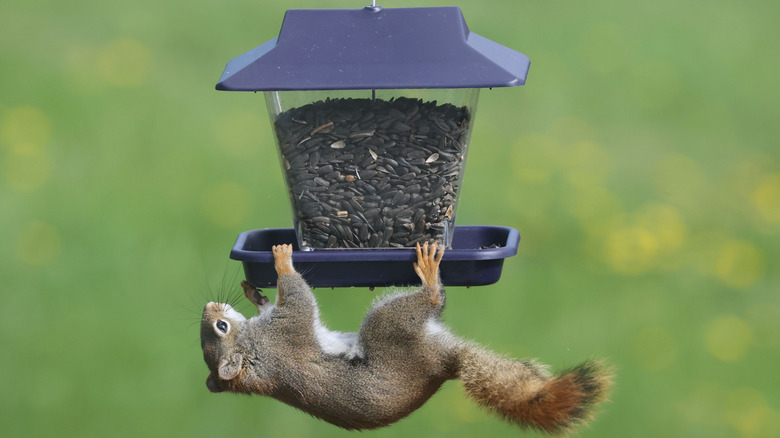 A squirrel raiding a bird feeder