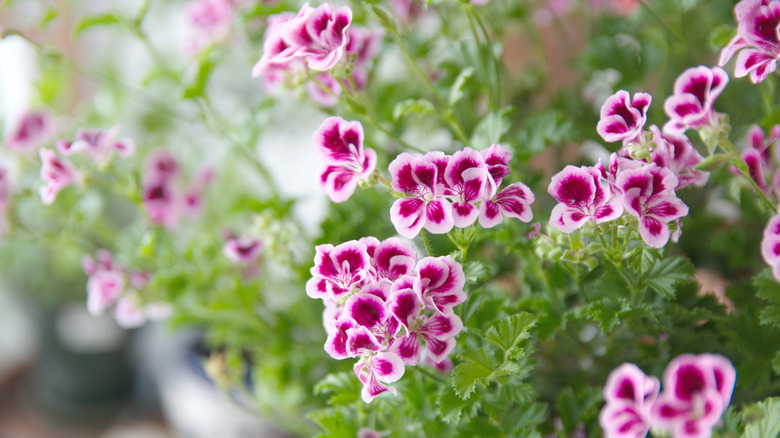 Pelargonium crispum in bloom