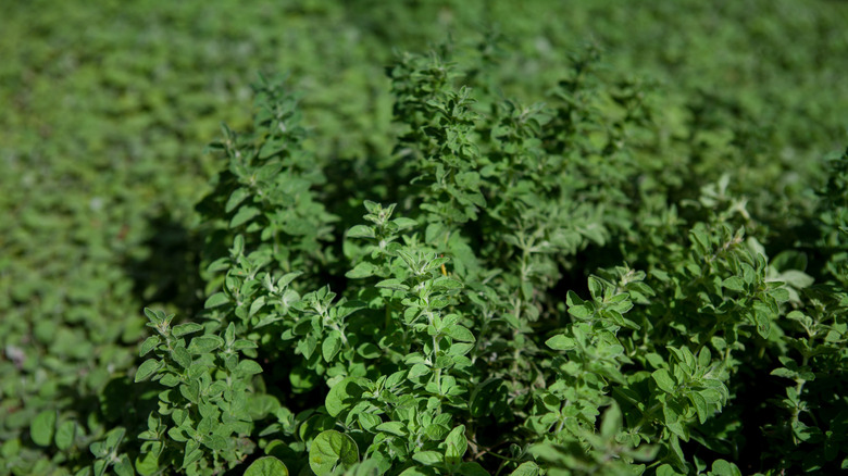 close up of oregano ground cover