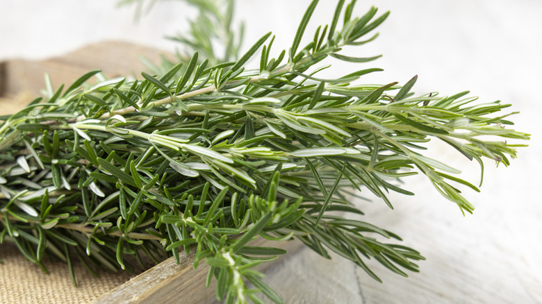Close up of rosemary sprigs