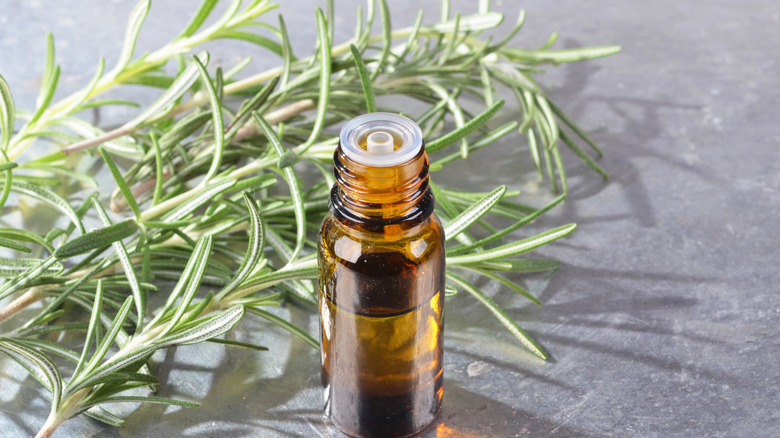 Close up of rosemary essential oil and sprigs of rosemary