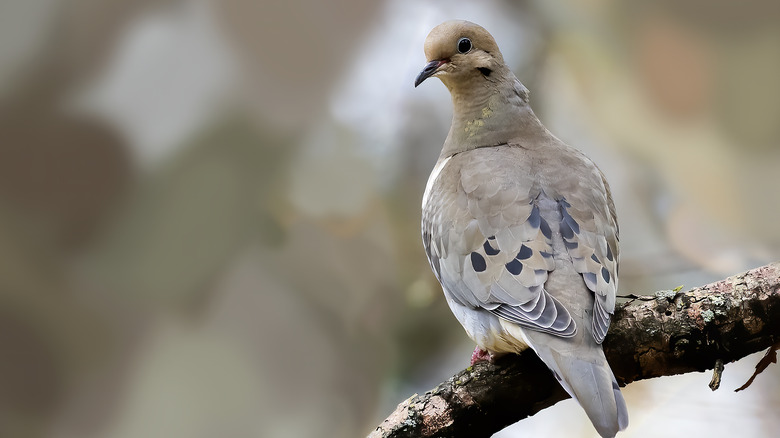 mourning dove sitting on branch
