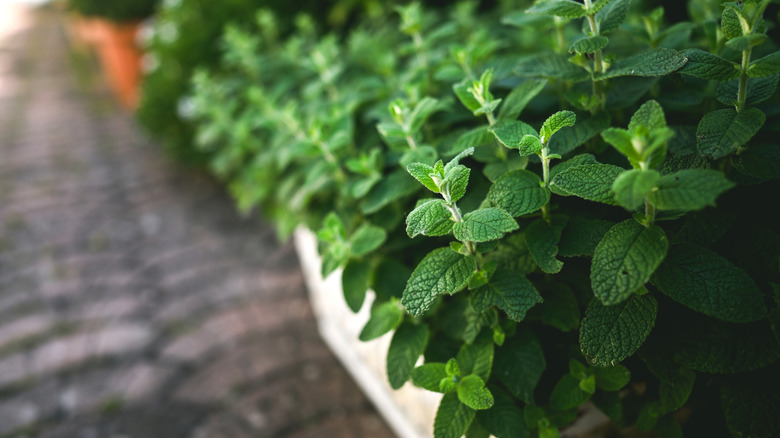 Mint plant in a container in a garden
