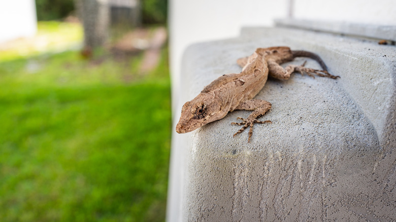 Brown lizard sitting in the sun