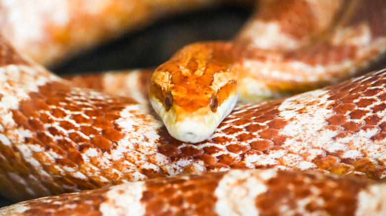 close up of a brown and white corn snake