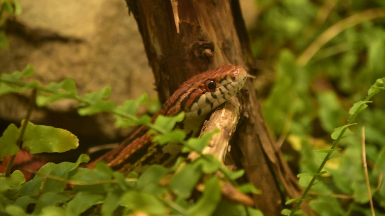 A yard with flowery trees and green bushes