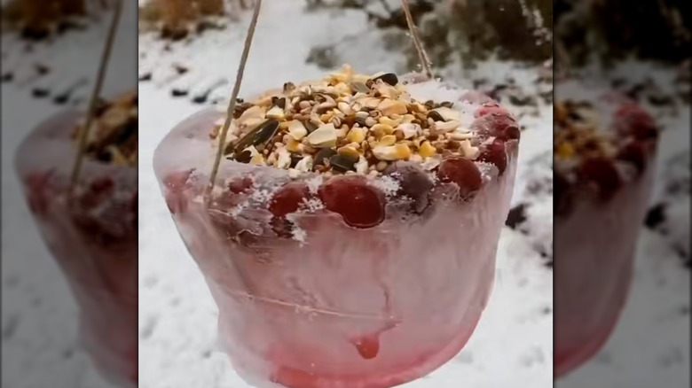 A hanging bird feeder is made from ice and twine.