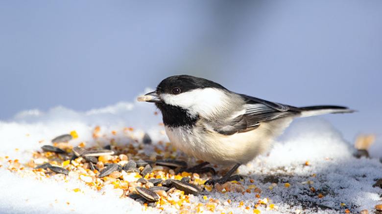 A chickadee eats seeds on snow.
