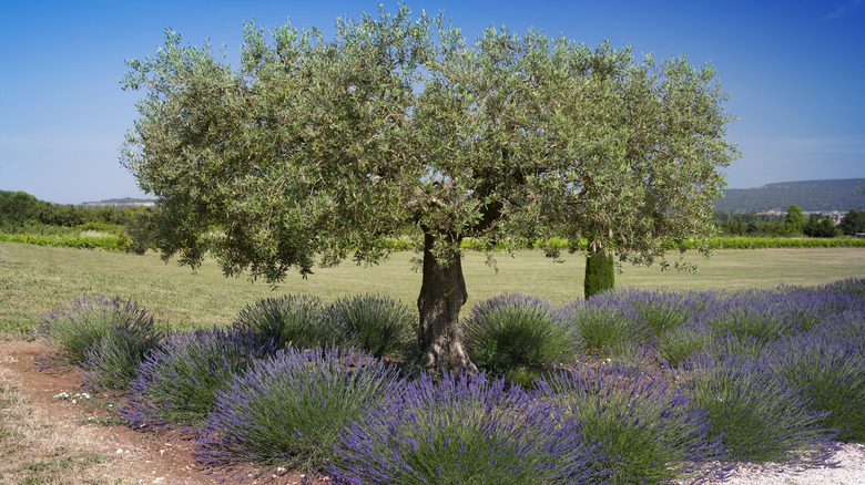 Lavender growing underneath olive tree 