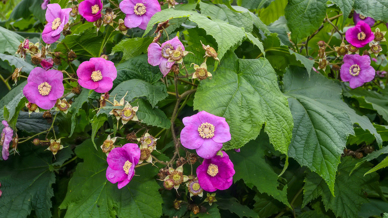 purple flowering raspberry bush in bloom