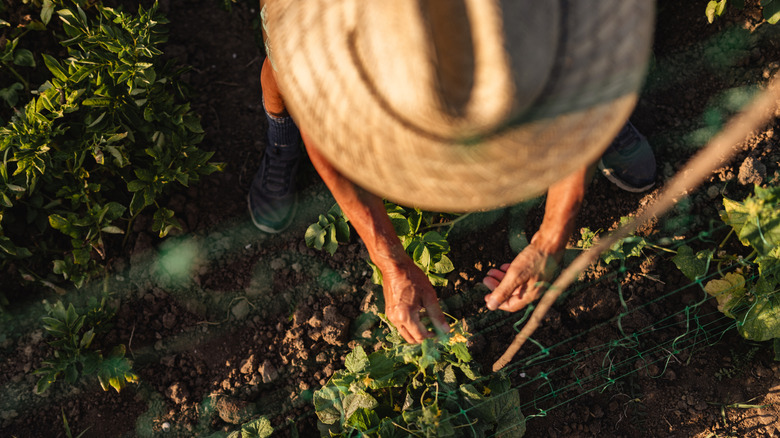 gardening in partial shade