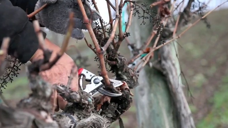 man pruning a grapevine in the winter