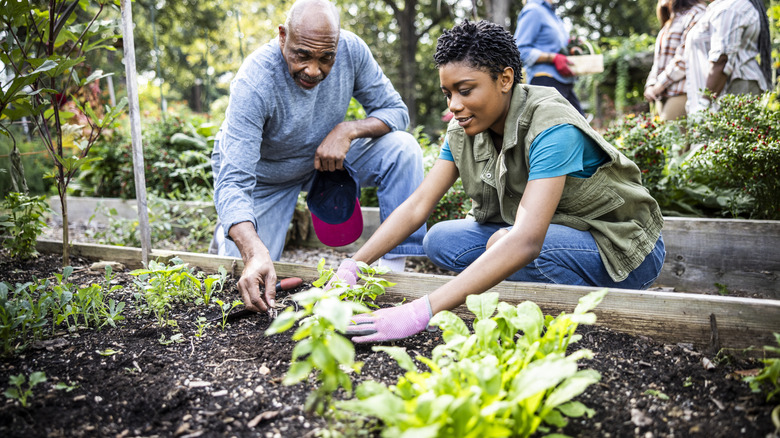 People working on their garden