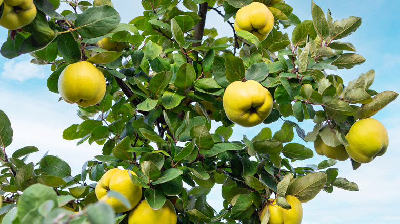 A lush quince tree displays its abundant yellow fruit against a clear blue sky, showcasing the bountiful harvest typical of autumn.