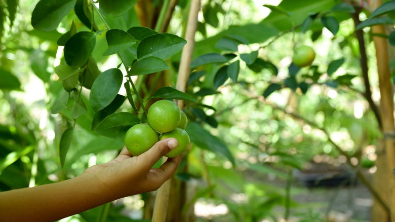 A person picks a key lime from a tree.