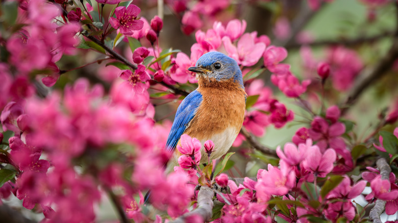 Bluebird sitting in a crabapple tree with pink blossoms