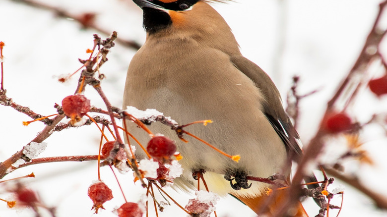 Cedar waxwing perched in a crabapple tree in the winter